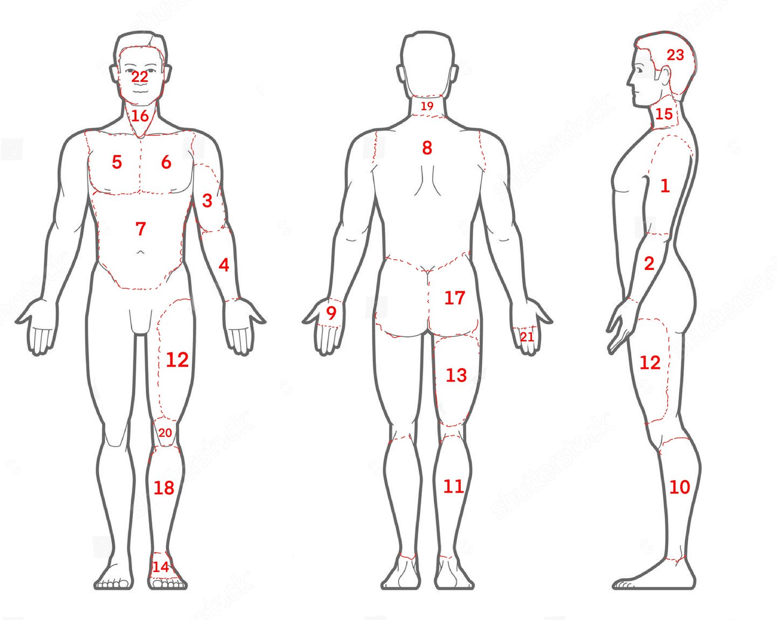 Secciones del cuerpo para tatuar